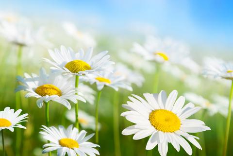 Photo of Emma Jean Graham Shinpoch Williams